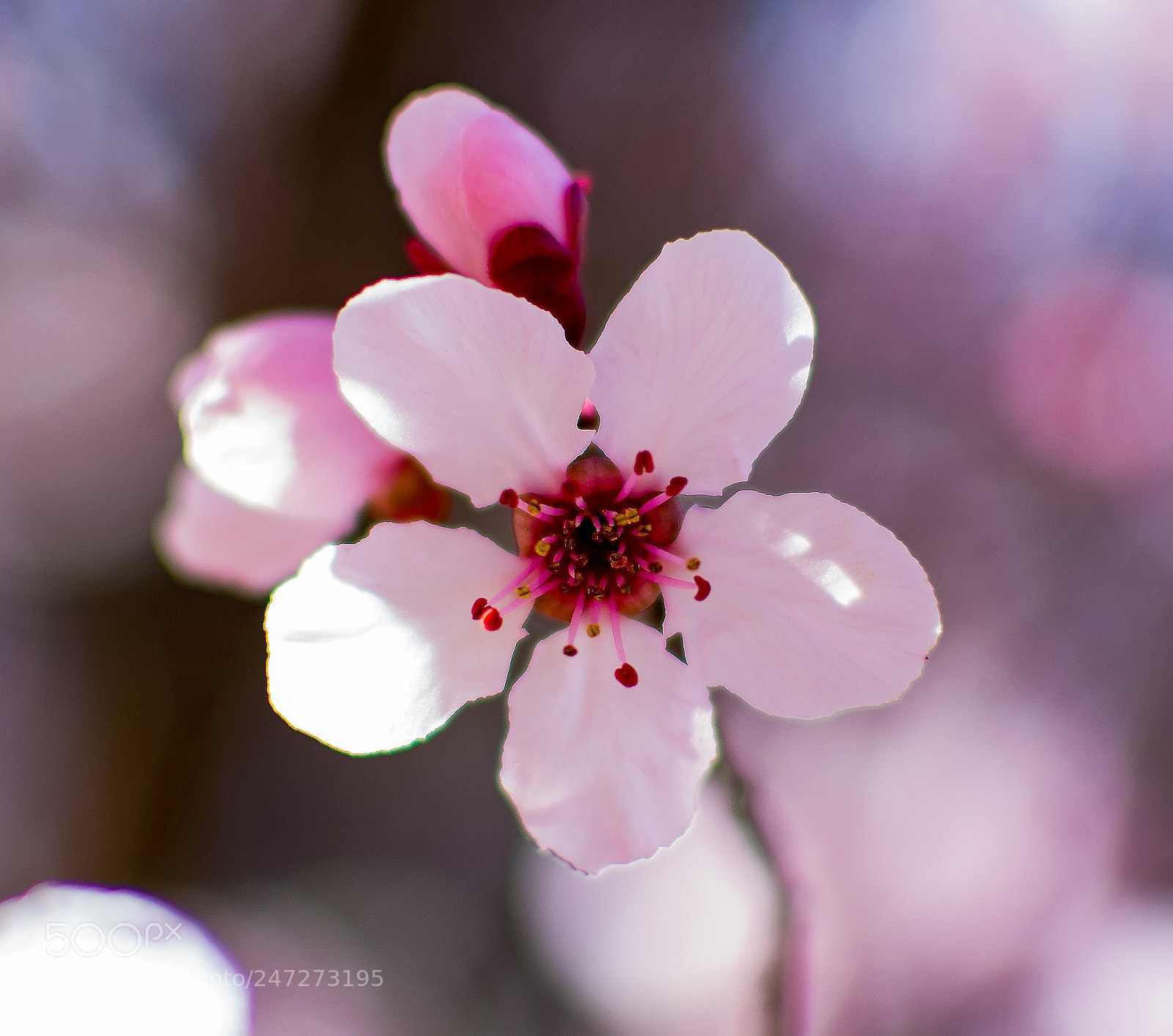 Nikon D7100 sample photo. Blossom photography