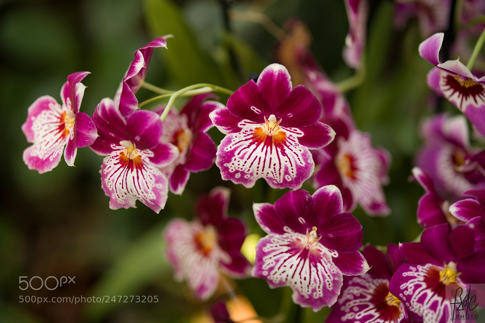 Nikon D850 sample photo. D photography