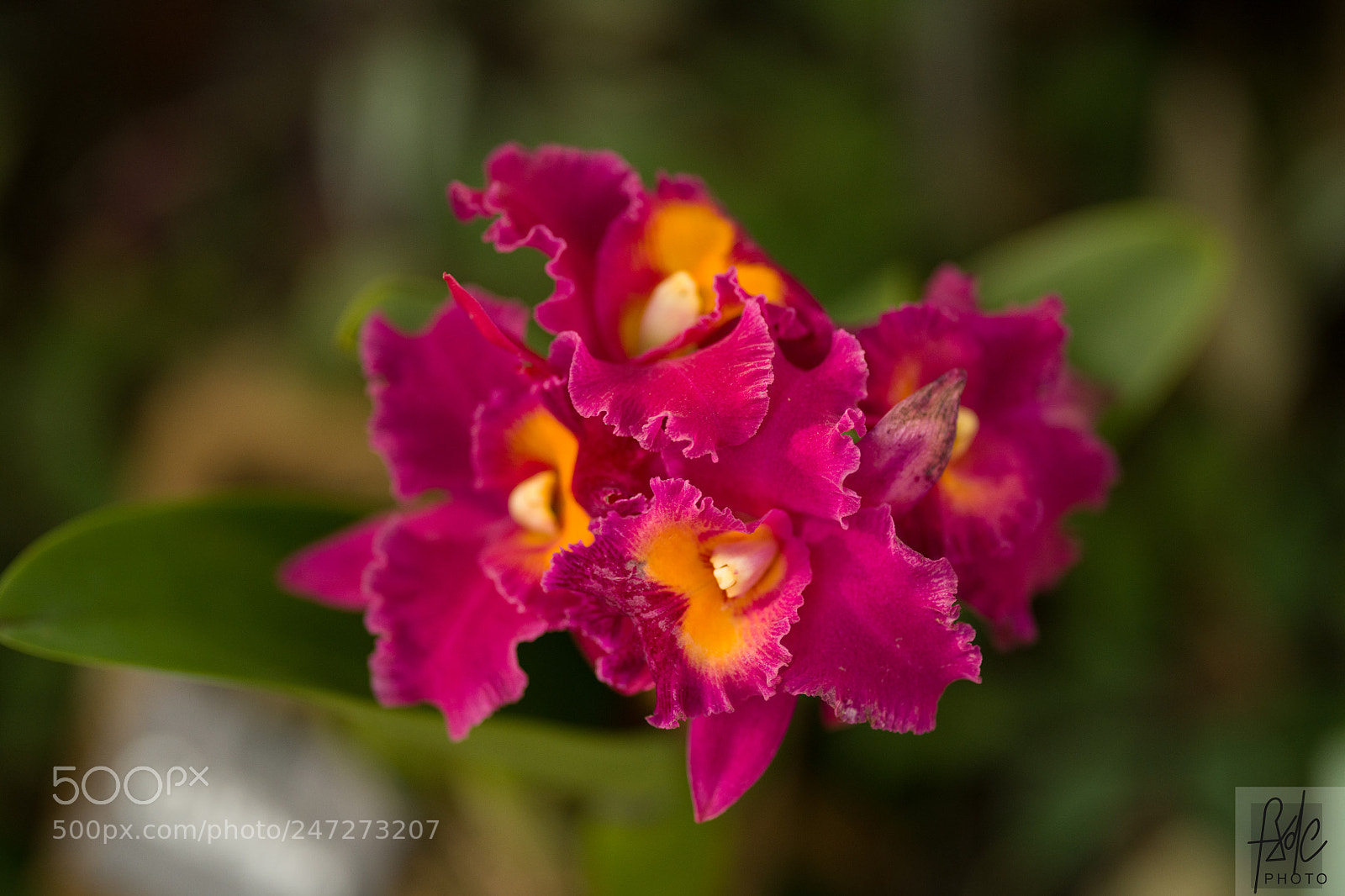 Nikon D850 sample photo. D photography