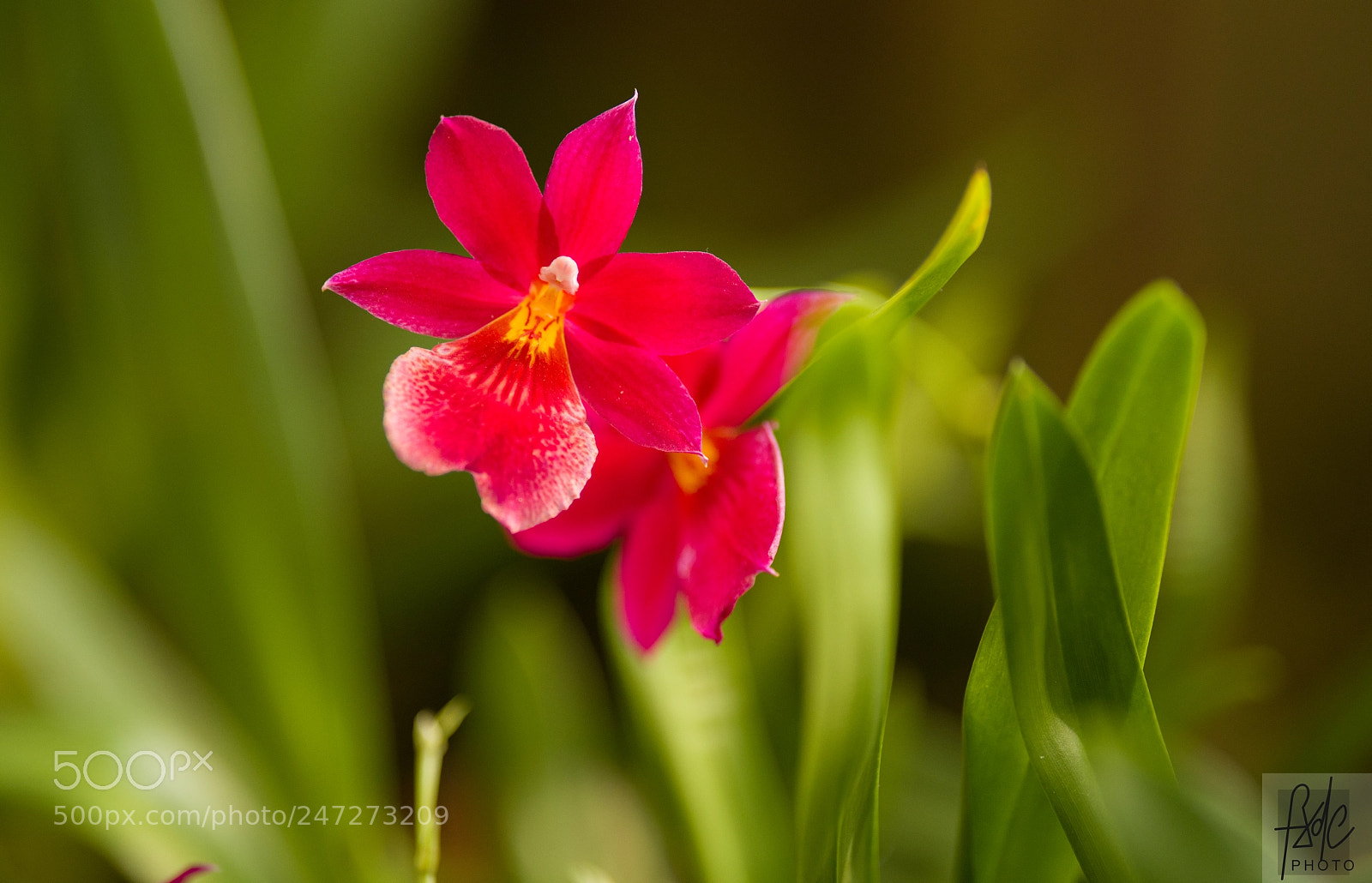 Nikon D850 sample photo. D photography