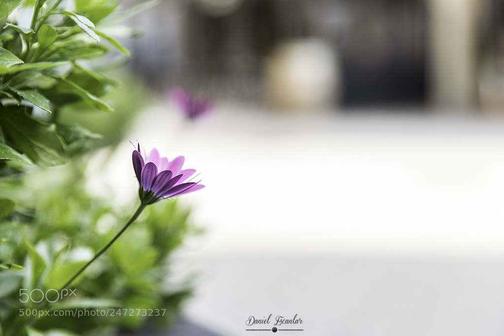 Canon EOS 6D Mark II sample photo. Flower in to the photography