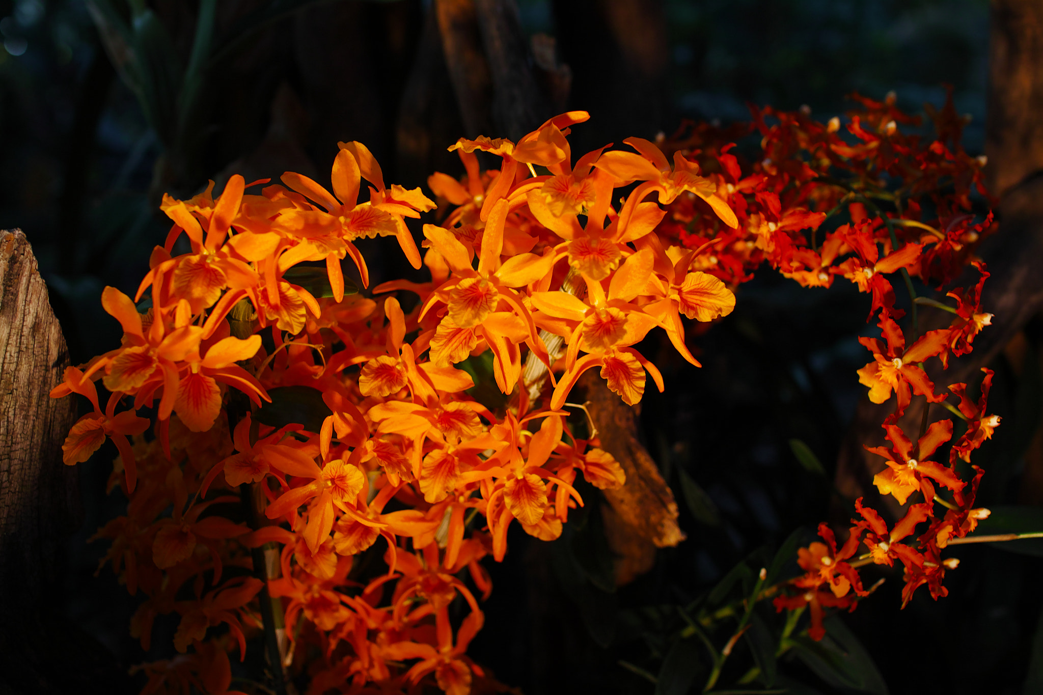 Sigma sd Quattro sample photo. Dq photography