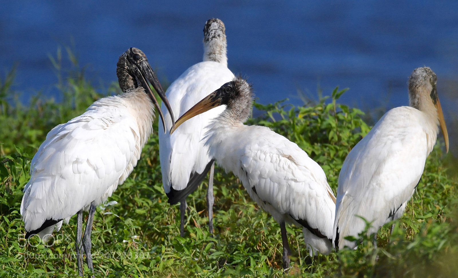 Nikon D5 sample photo. Wood storks together photography