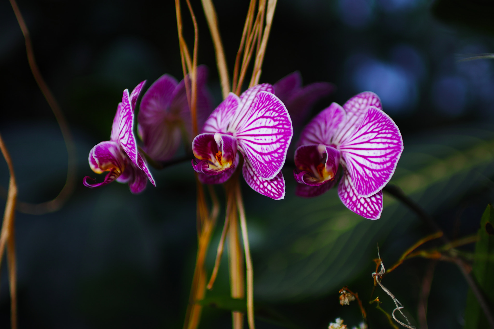 Sigma sd Quattro sample photo. 3 orchidées photography