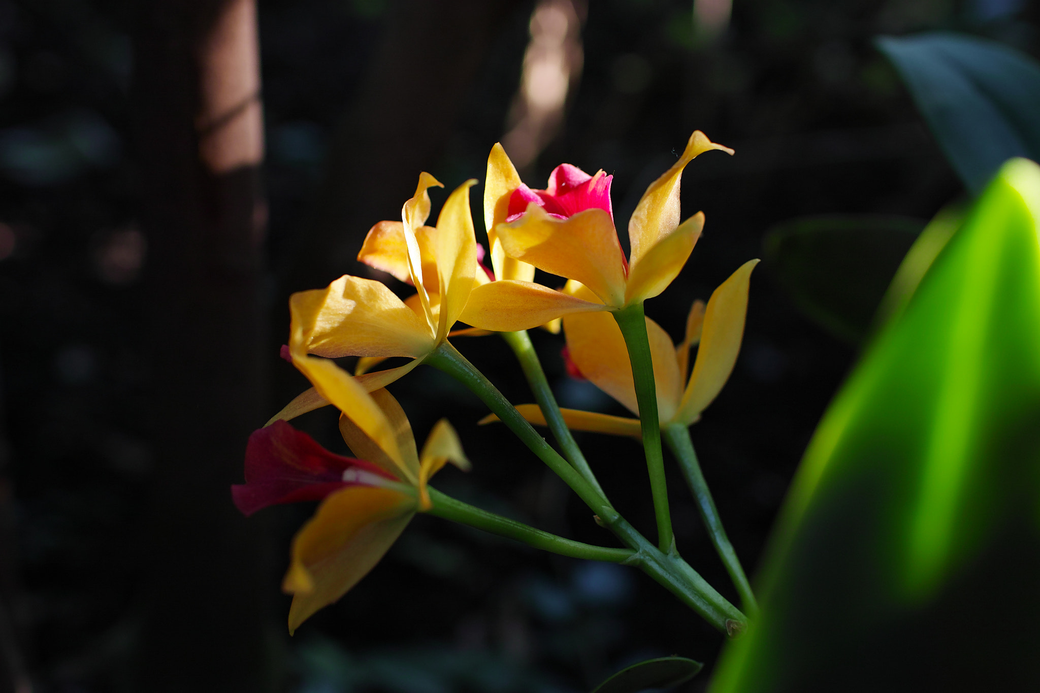 Sigma sd Quattro sample photo. Dq photography