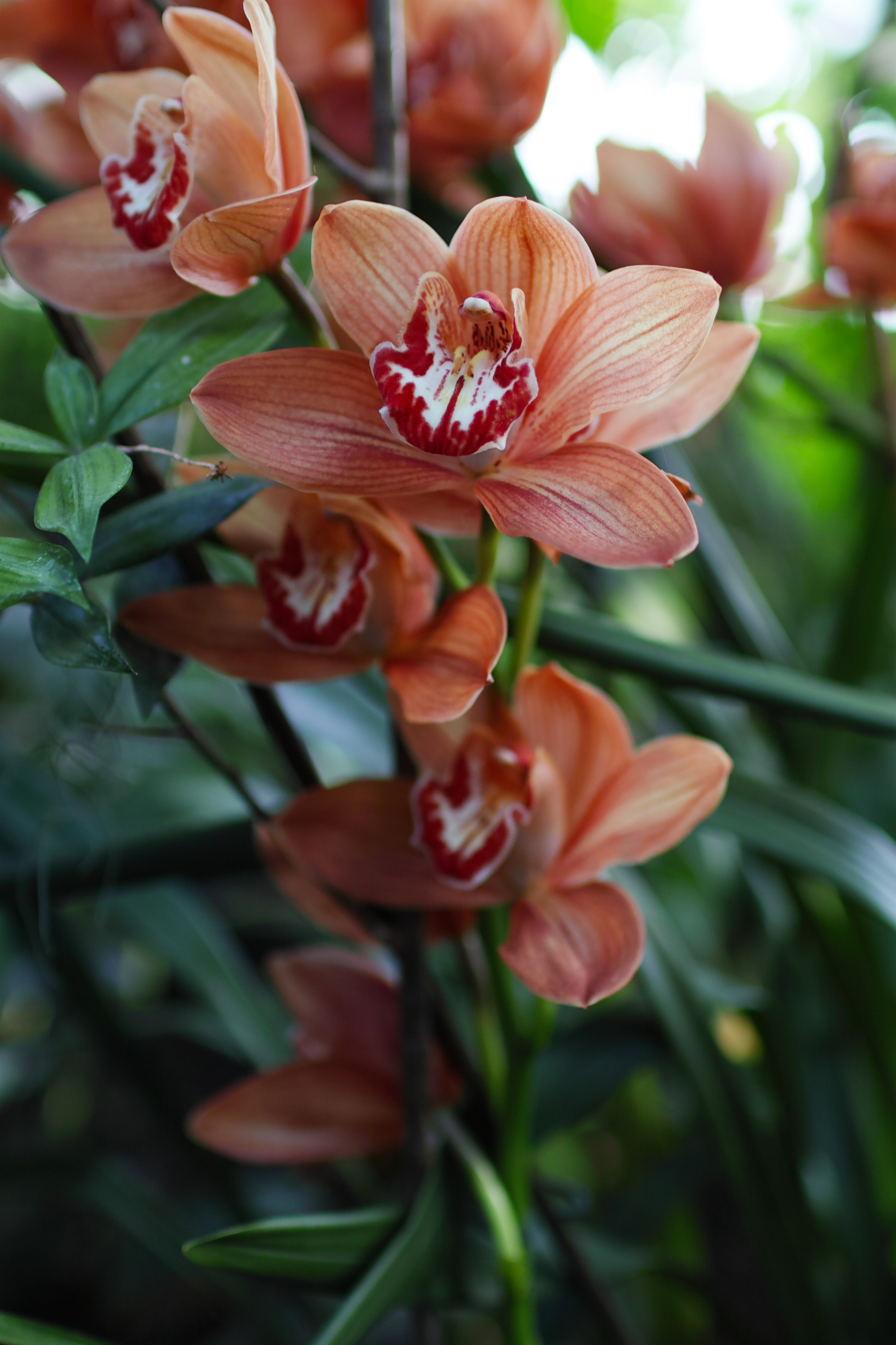 Sigma sd Quattro sample photo. Dq photography