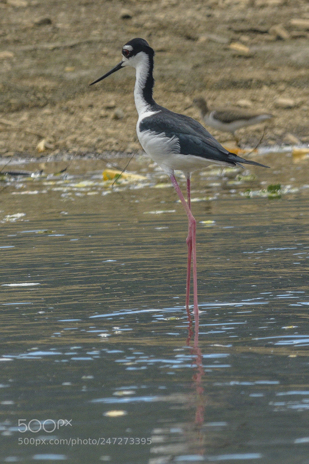 Nikon D500 sample photo. Legs photography