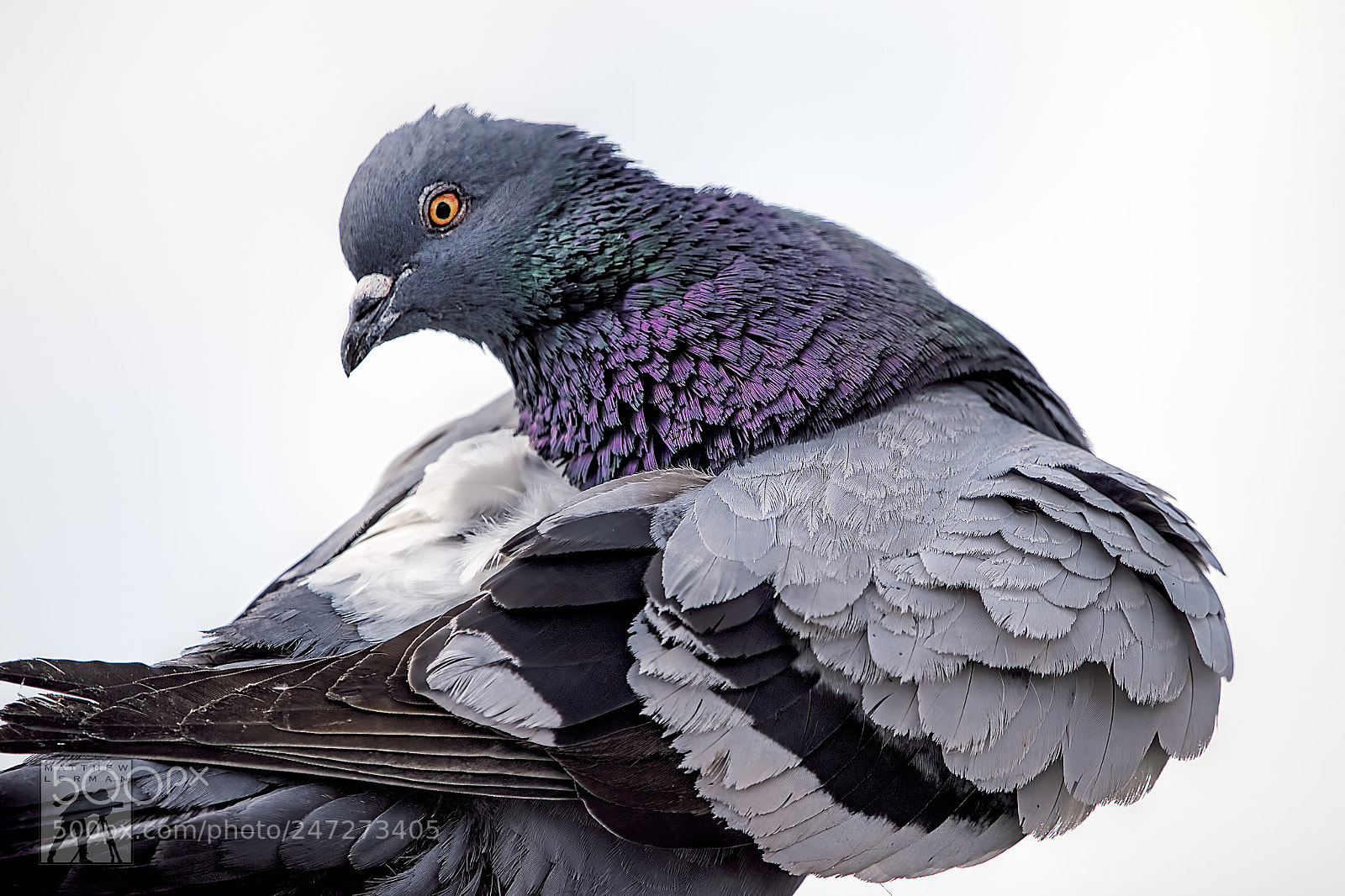 Nikon D810 sample photo. Well hello photography