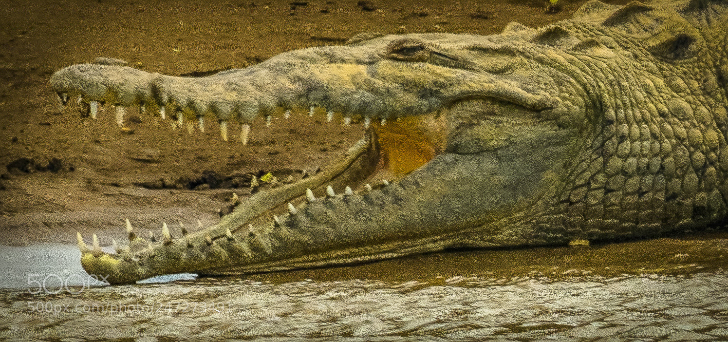 Nikon D500 sample photo. Never smile at a photography
