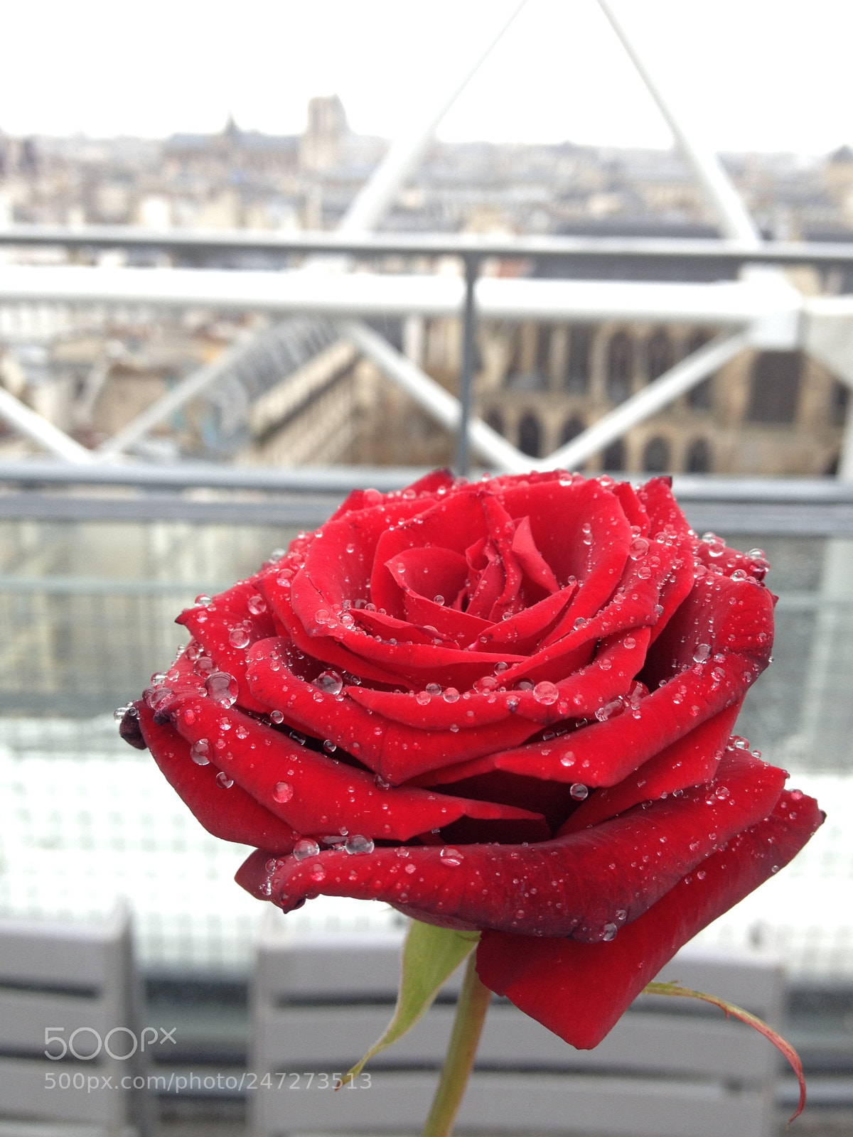 Apple iPhone 4S sample photo. Passion photography