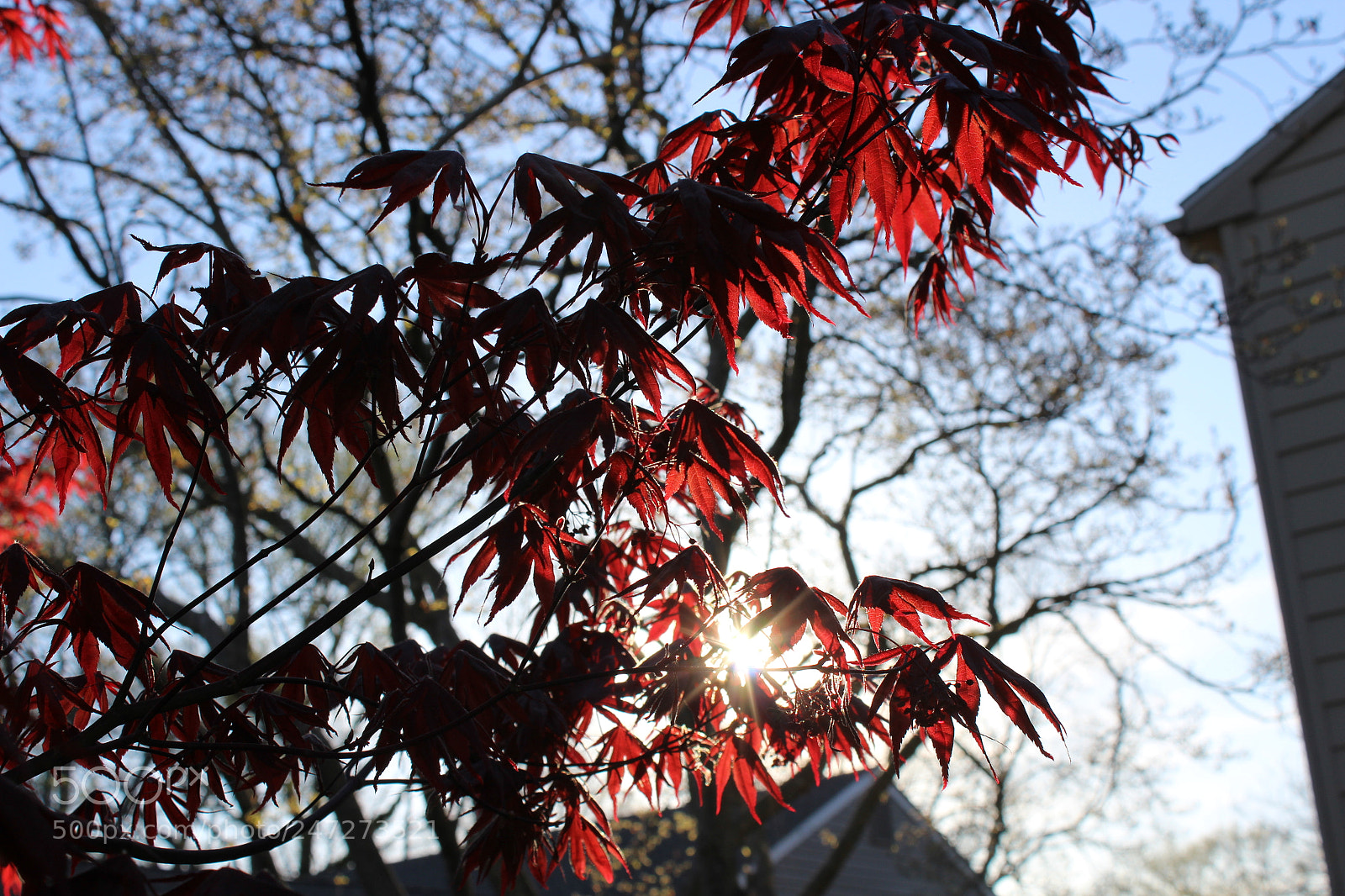 Canon EOS 1200D (EOS Rebel T5 / EOS Kiss X70 / EOS Hi) sample photo. Passion photography
