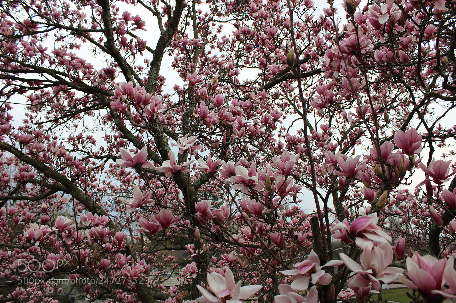 Canon EOS 1200D (EOS Rebel T5 / EOS Kiss X70 / EOS Hi) sample photo. Passion photography