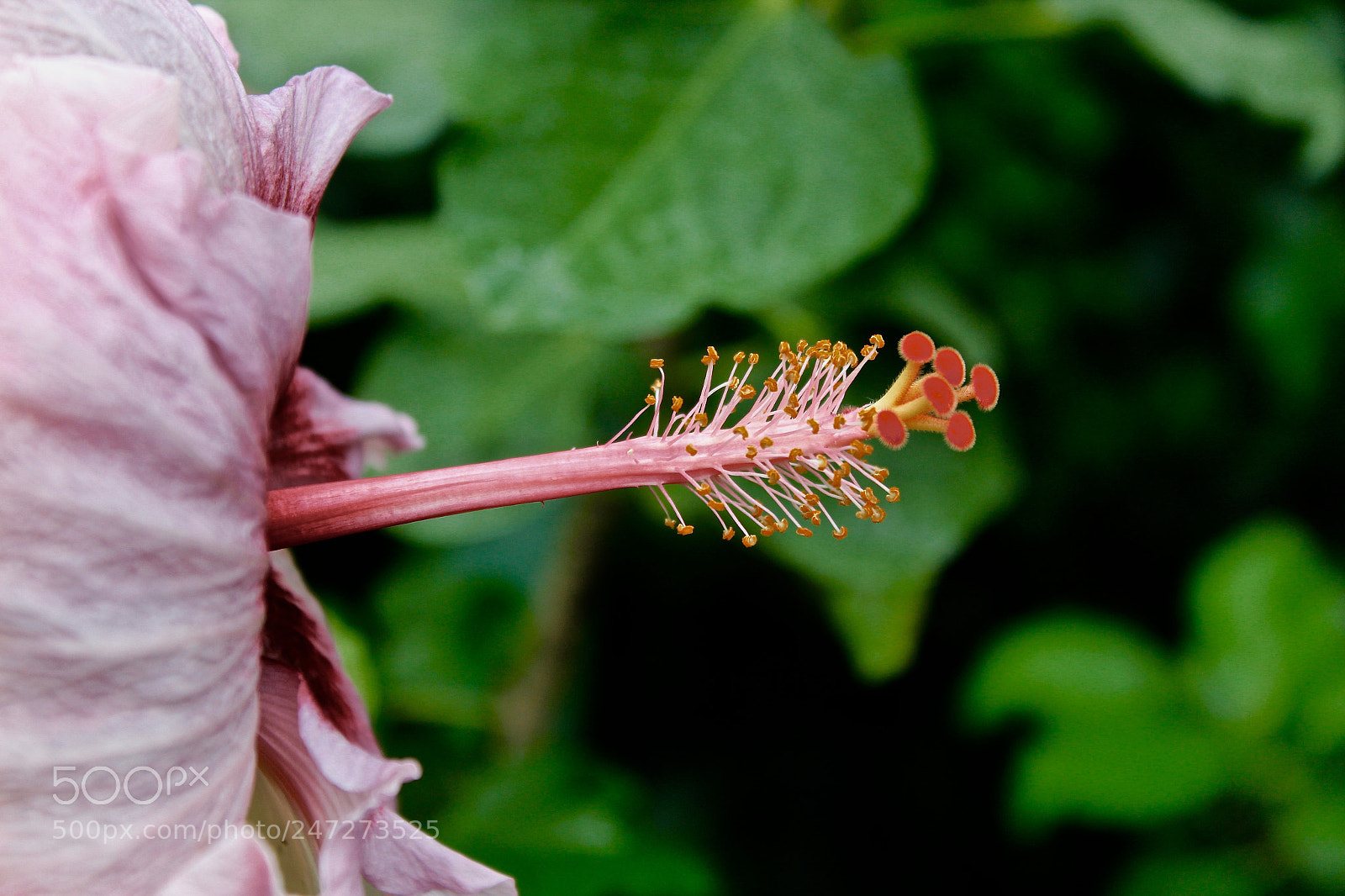 Canon EOS 1200D (EOS Rebel T5 / EOS Kiss X70 / EOS Hi) sample photo. Passion photography