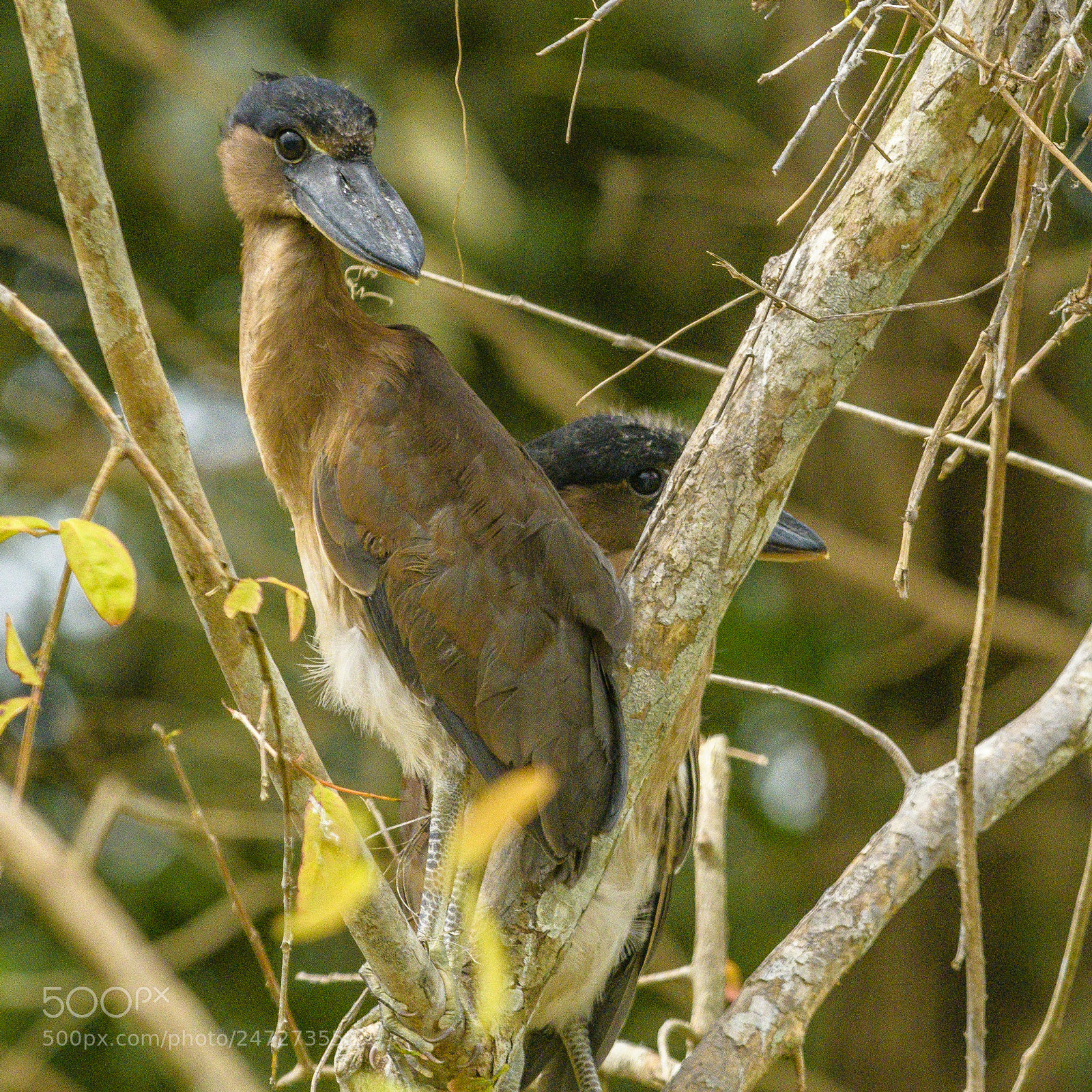 Nikon D500 sample photo. Two juveniles photography