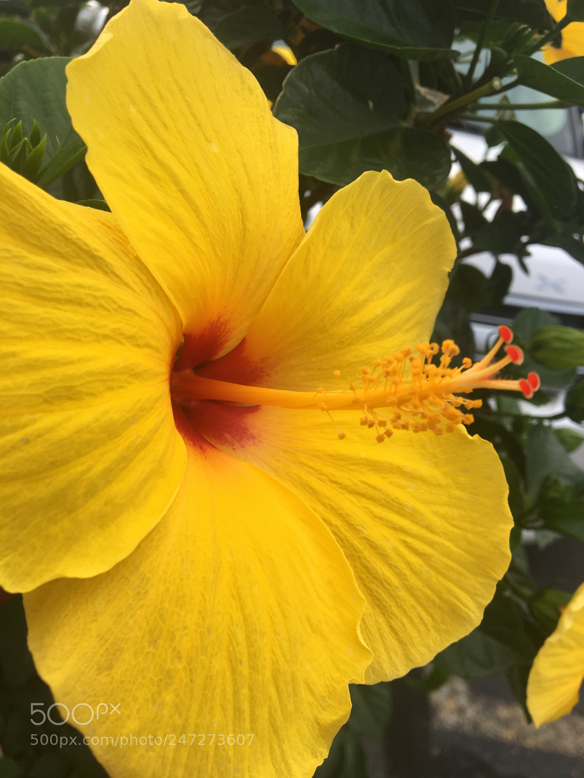 Apple iPhone 6s sample photo. Passion photography