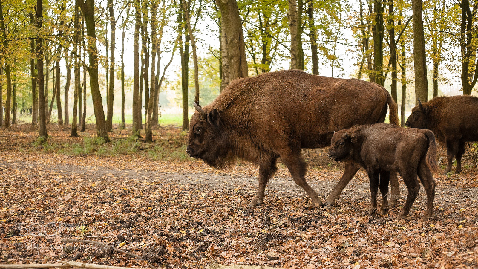 Canon EOS 5D sample photo. Bison bonasus photography