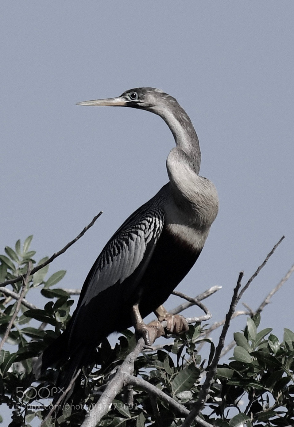 Nikon D5 sample photo. Anhinga looks over rookery photography