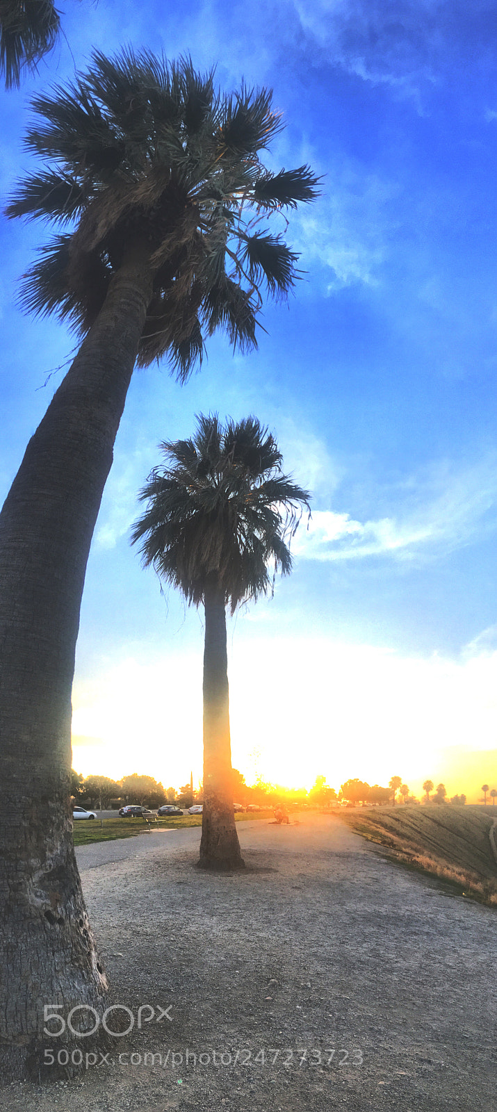 Apple iPhone SE sample photo. Palm tree sunset photography