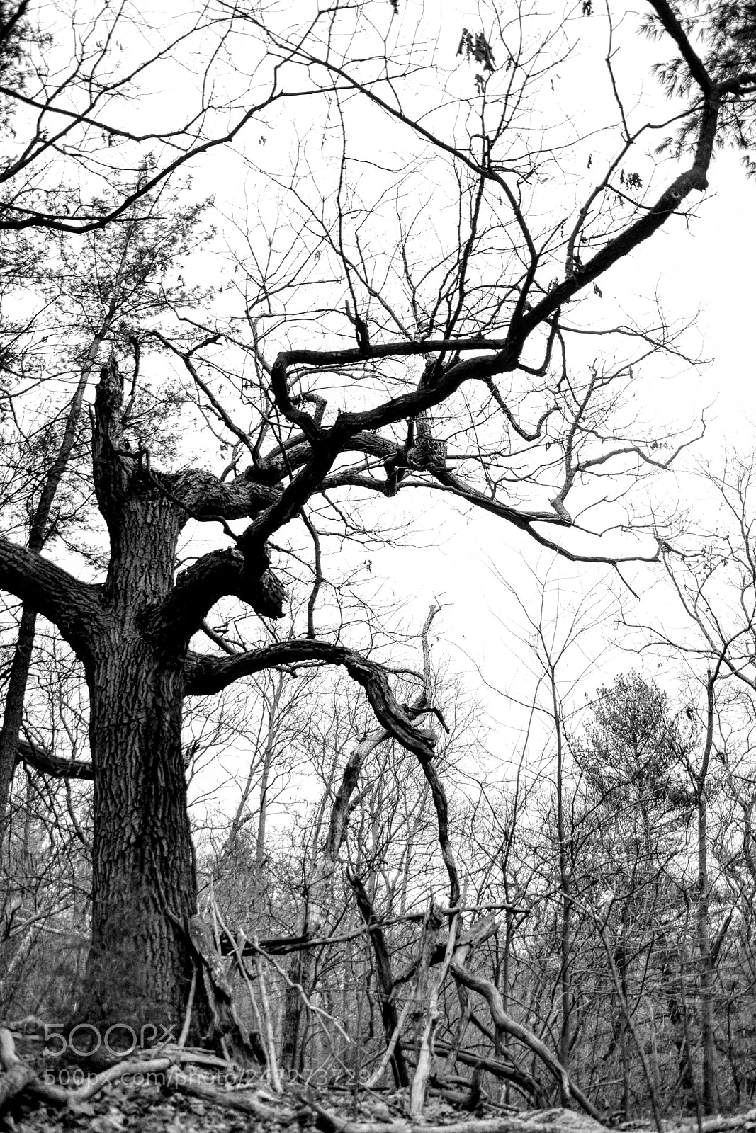Nikon D3100 sample photo. Old man of the photography