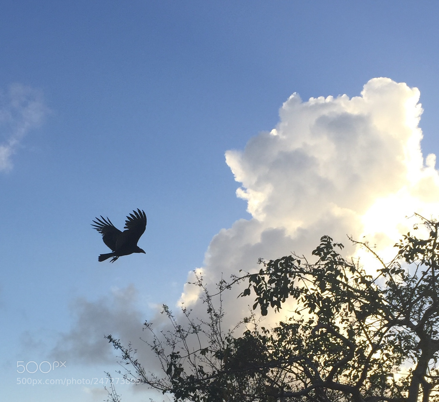 Apple iPhone 6 sample photo. Flying into the heavens photography