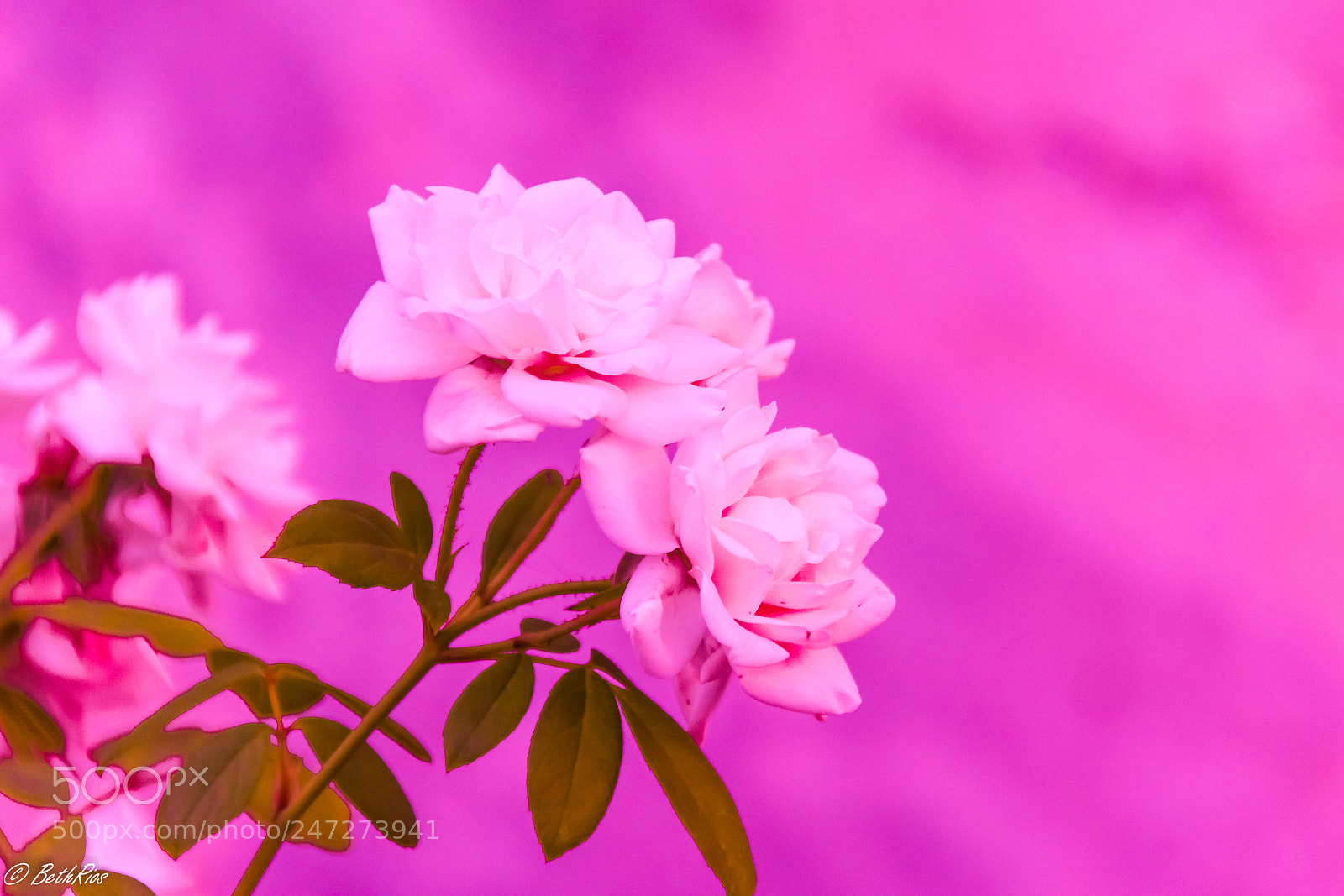 Nikon D7100 sample photo. Bright pink photography