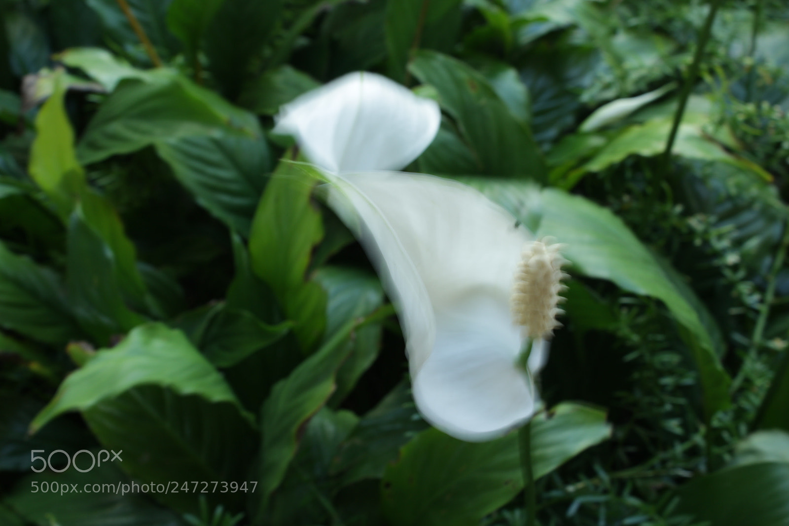 Canon EOS 1200D (EOS Rebel T5 / EOS Kiss X70 / EOS Hi) sample photo. 1. blurred motion photography
