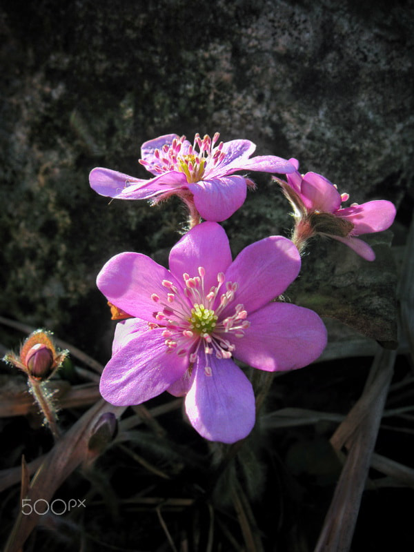 Canon PowerShot A590 IS sample photo. Hepatica nobilis rozea photography