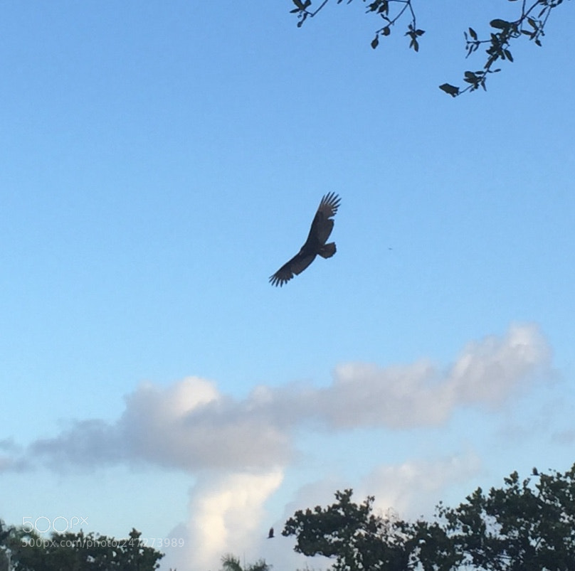 Apple iPhone 6 sample photo. Soaring high in the photography