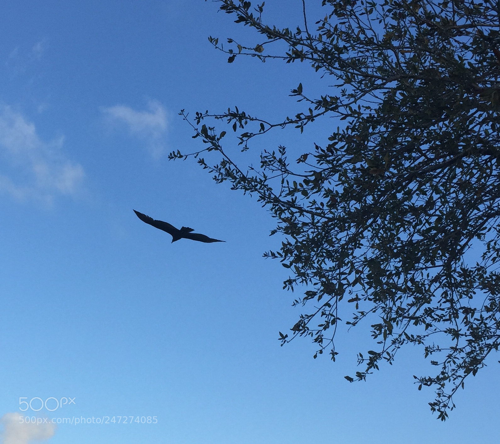 Apple iPhone 6 sample photo. Flying overhead into the photography