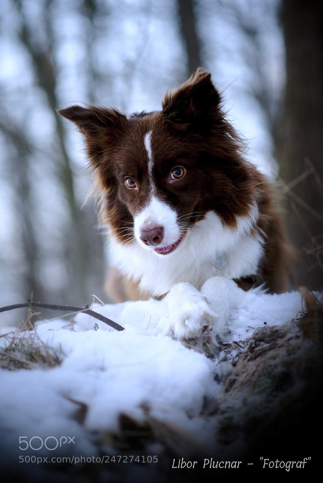 Nikon D610 sample photo. Winter "smart" dog photography