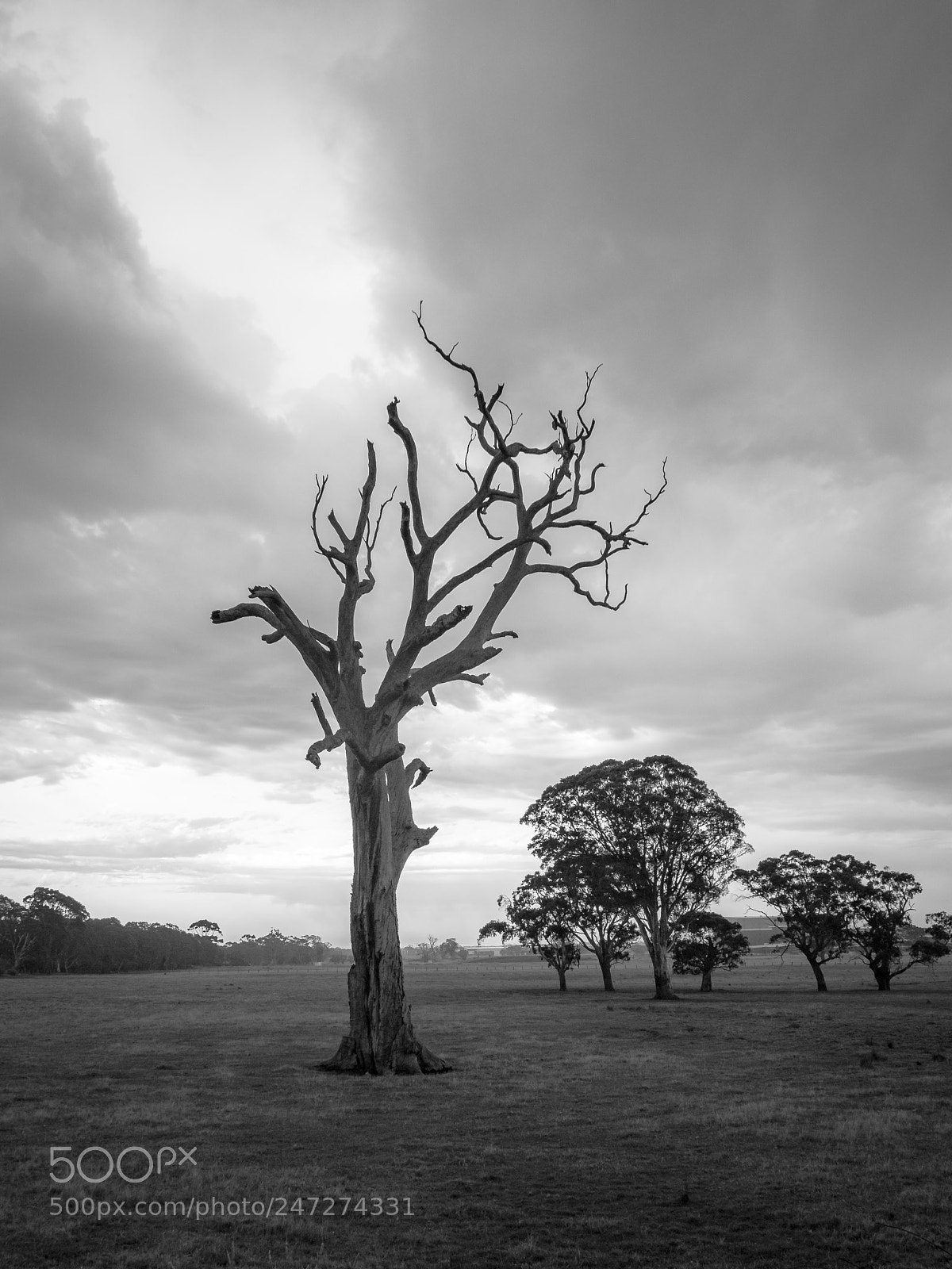 Olympus OM-D E-M10 III sample photo. Old tree at road photography