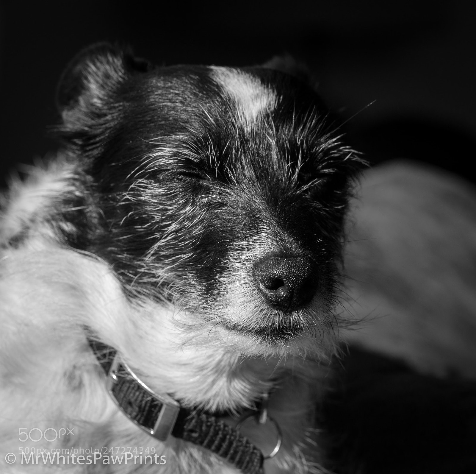 Nikon D7100 sample photo. Nibbler photography