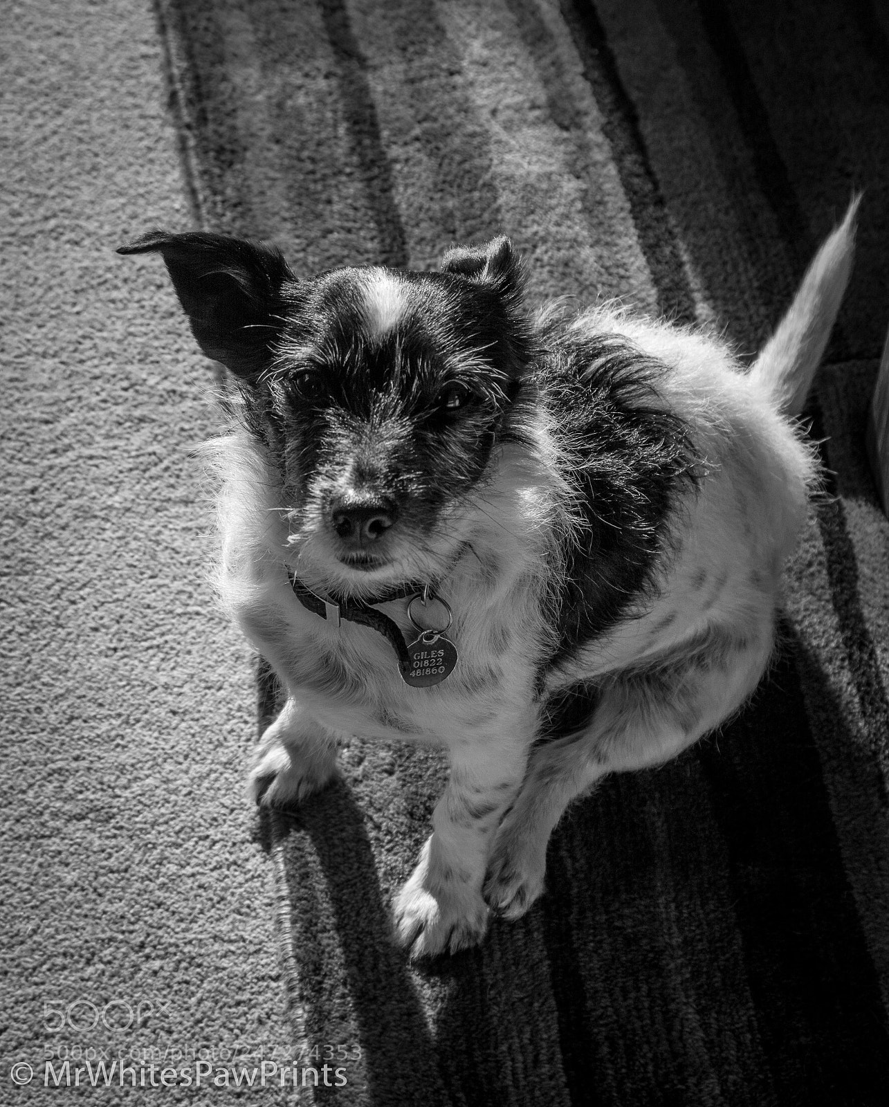 Nikon D7100 sample photo. Nibbler photography