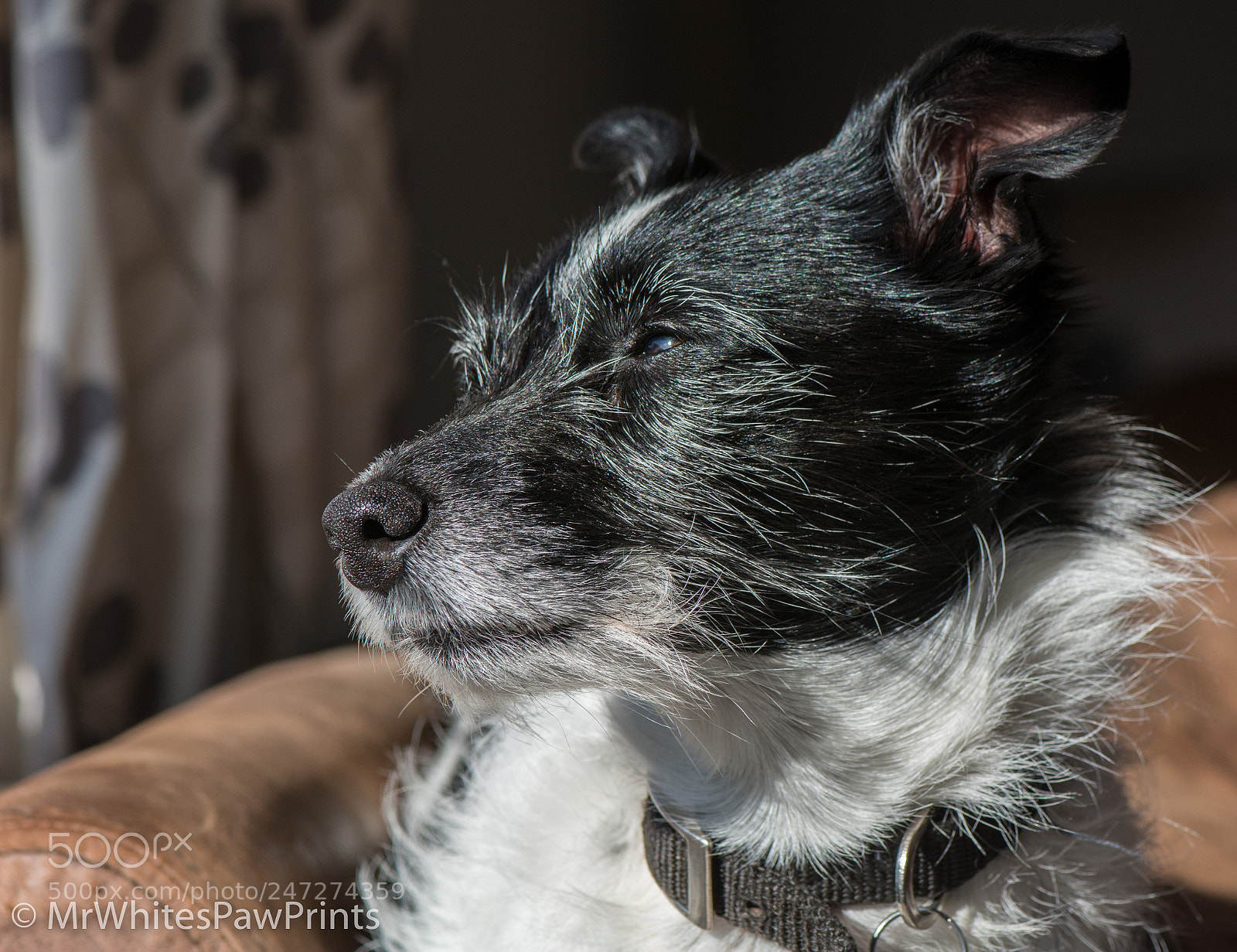 Nikon D7100 sample photo. Nibbler photography