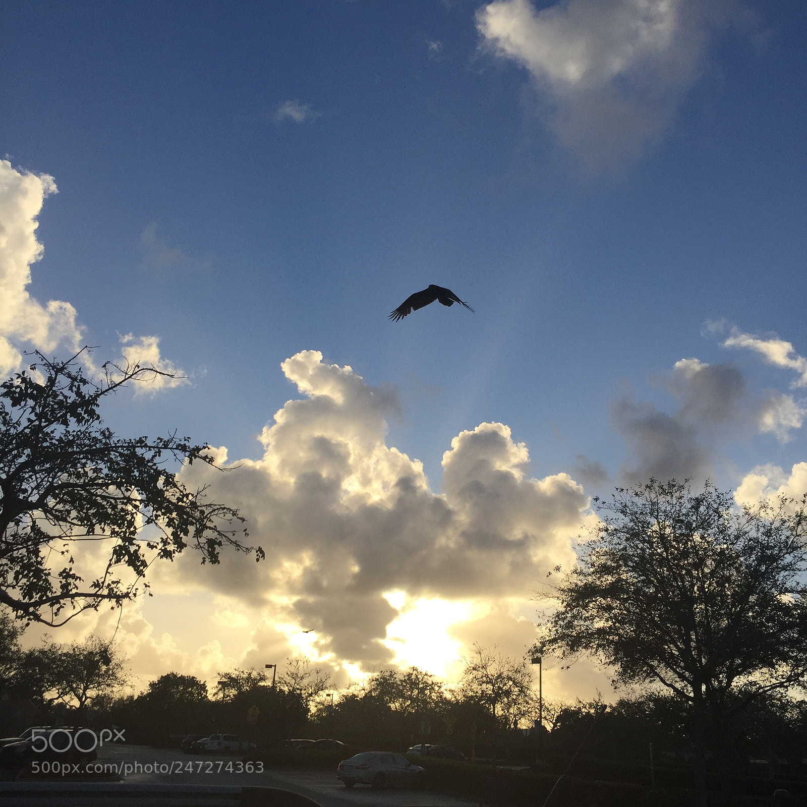 Apple iPhone 6 sample photo. Flying directly into the photography