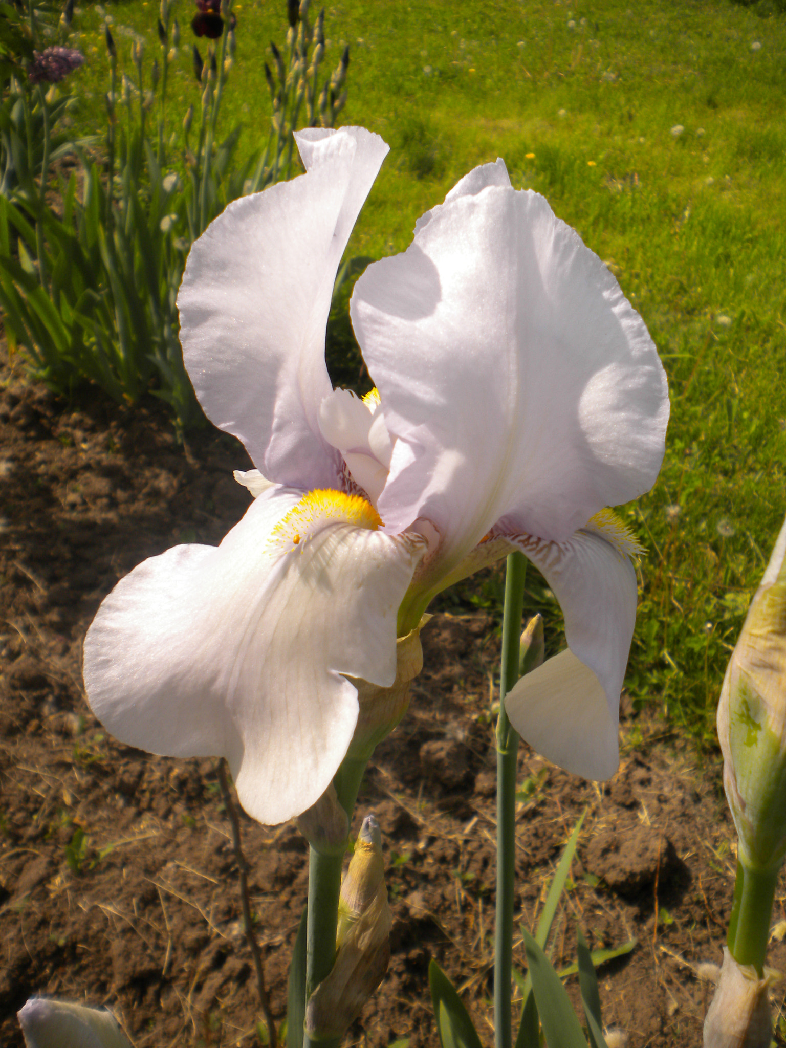 Nikon Coolpix S220 sample photo. White iris fragrant photography