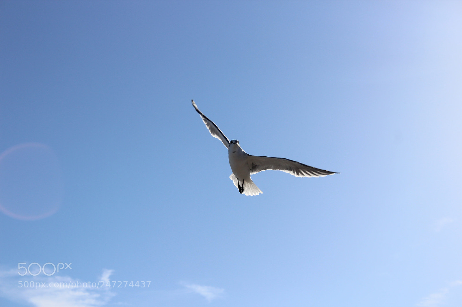 Canon EOS 1200D (EOS Rebel T5 / EOS Kiss X70 / EOS Hi) sample photo. Passion photography