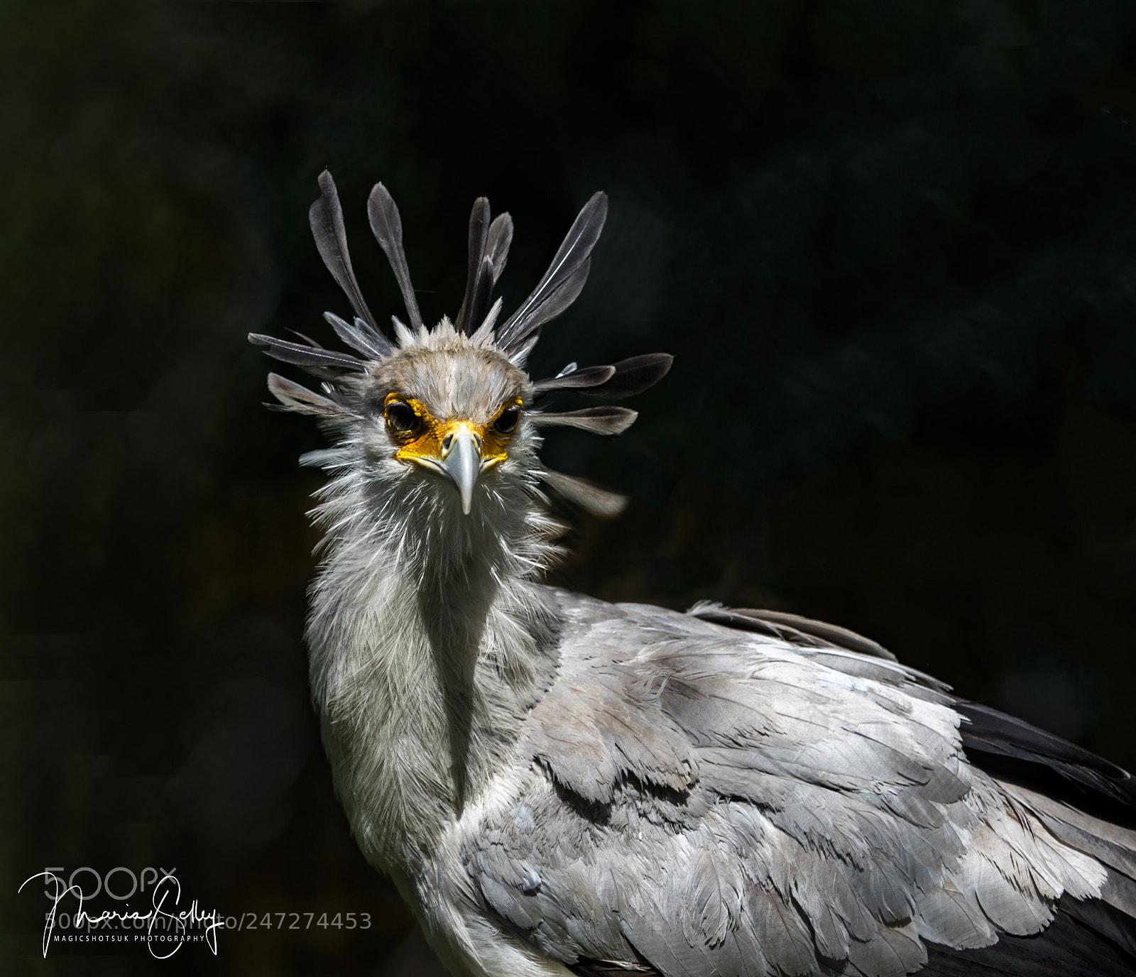 Olympus OM-D E-M1 Mark II sample photo. Face of feathers photography