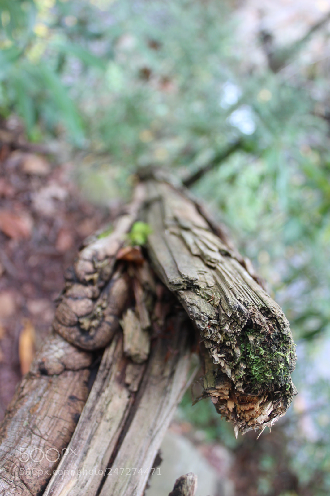 Canon EOS 1200D (EOS Rebel T5 / EOS Kiss X70 / EOS Hi) sample photo. Passion photography