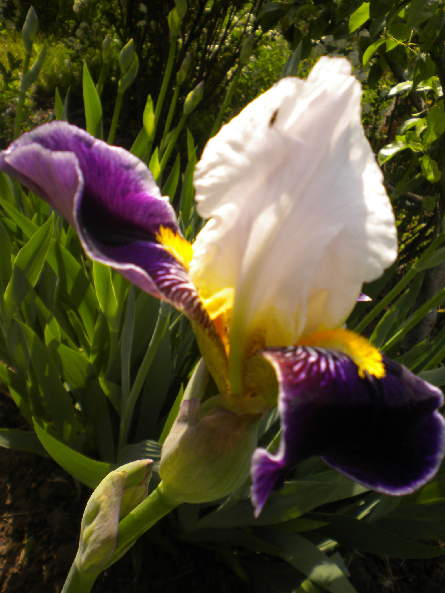 Nikon Coolpix S220 sample photo. Iris bicolored photography