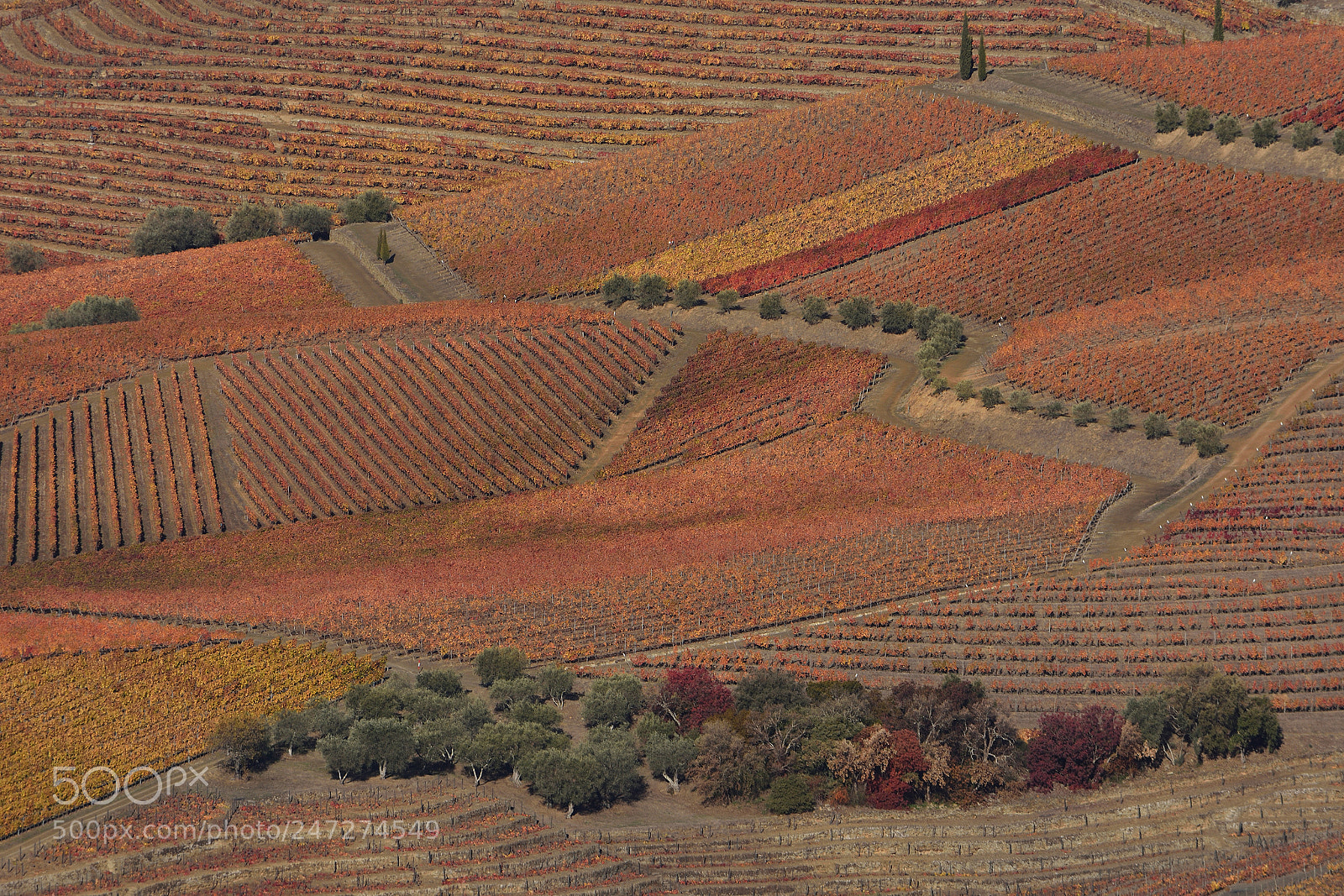 Nikon D7200 sample photo. Douroautumn photography