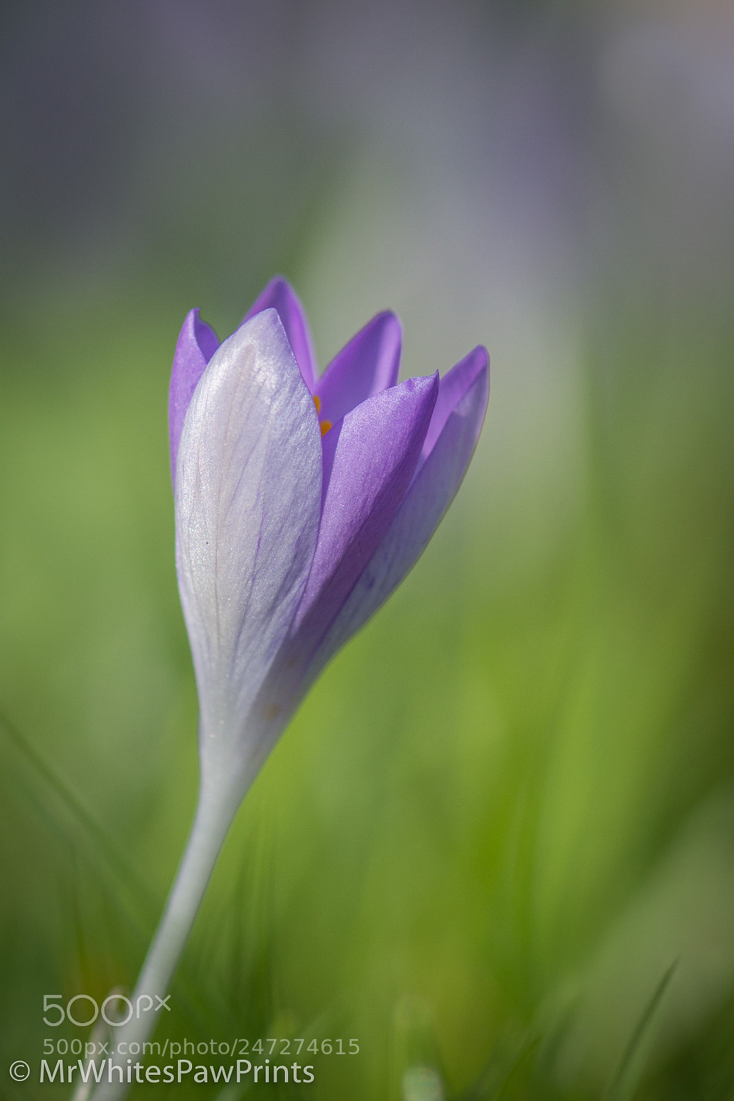 Nikon D7100 sample photo. Lone crocus photography