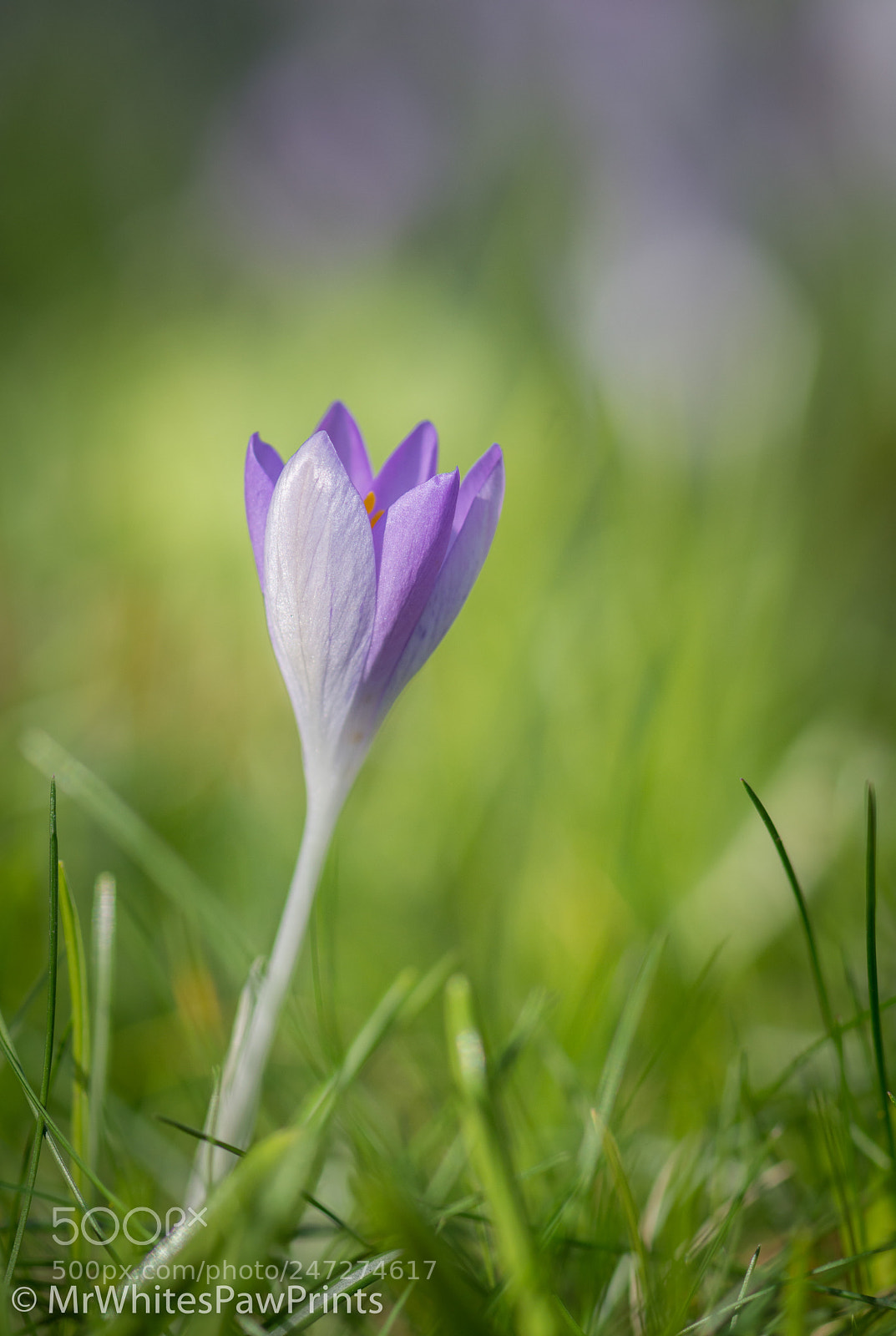 Nikon D7100 sample photo. Lone crocus photography