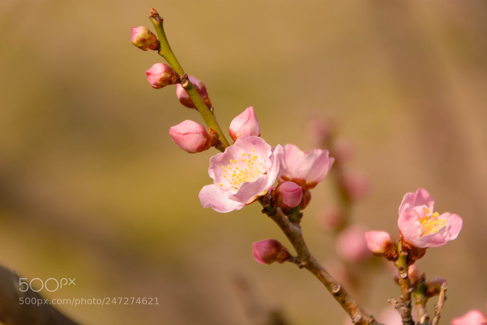 Nikon D5200 sample photo. 紅梅 photography