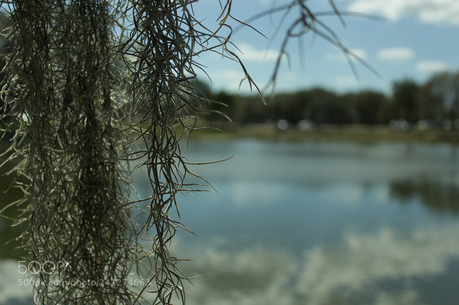 Canon EOS 1200D (EOS Rebel T5 / EOS Kiss X70 / EOS Hi) sample photo. 3. shallow depth of field photography
