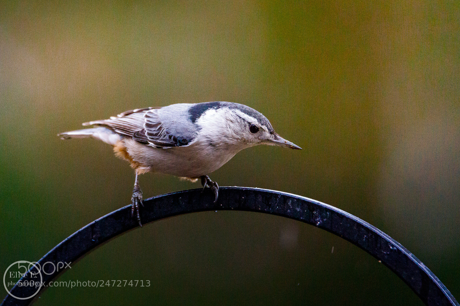 Canon EOS 6D Mark II sample photo. White-breasted nuthatch photography