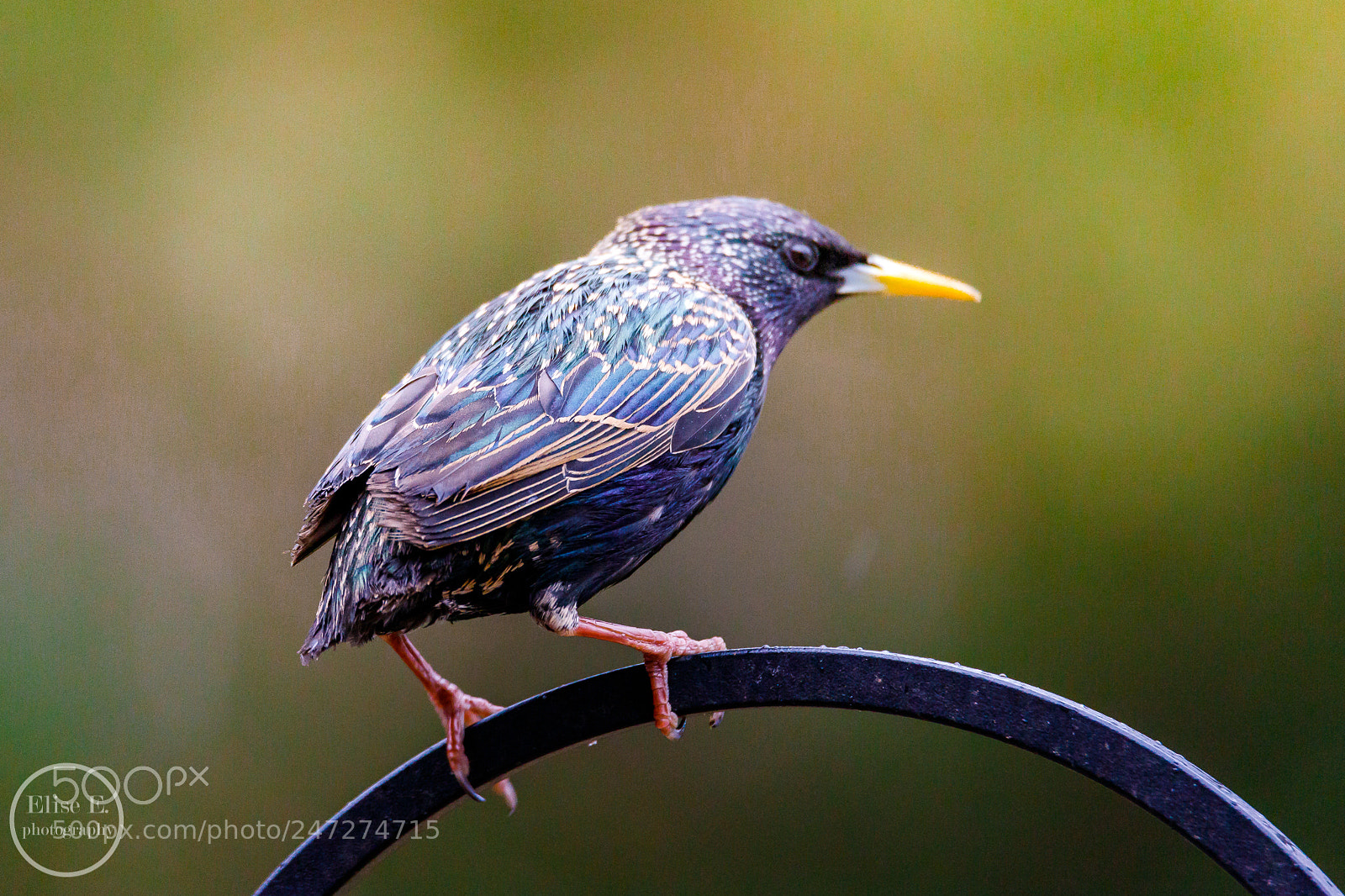 Canon EOS 6D Mark II sample photo. Starling photography