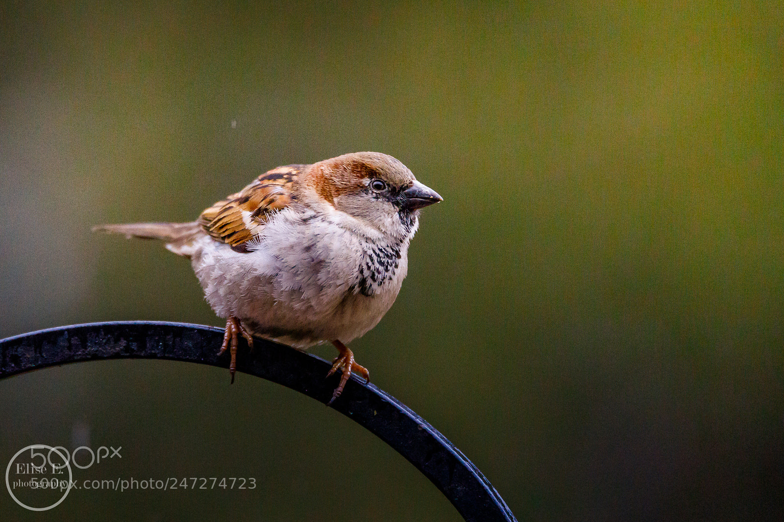 Canon EOS 6D Mark II sample photo. House sparrow photography