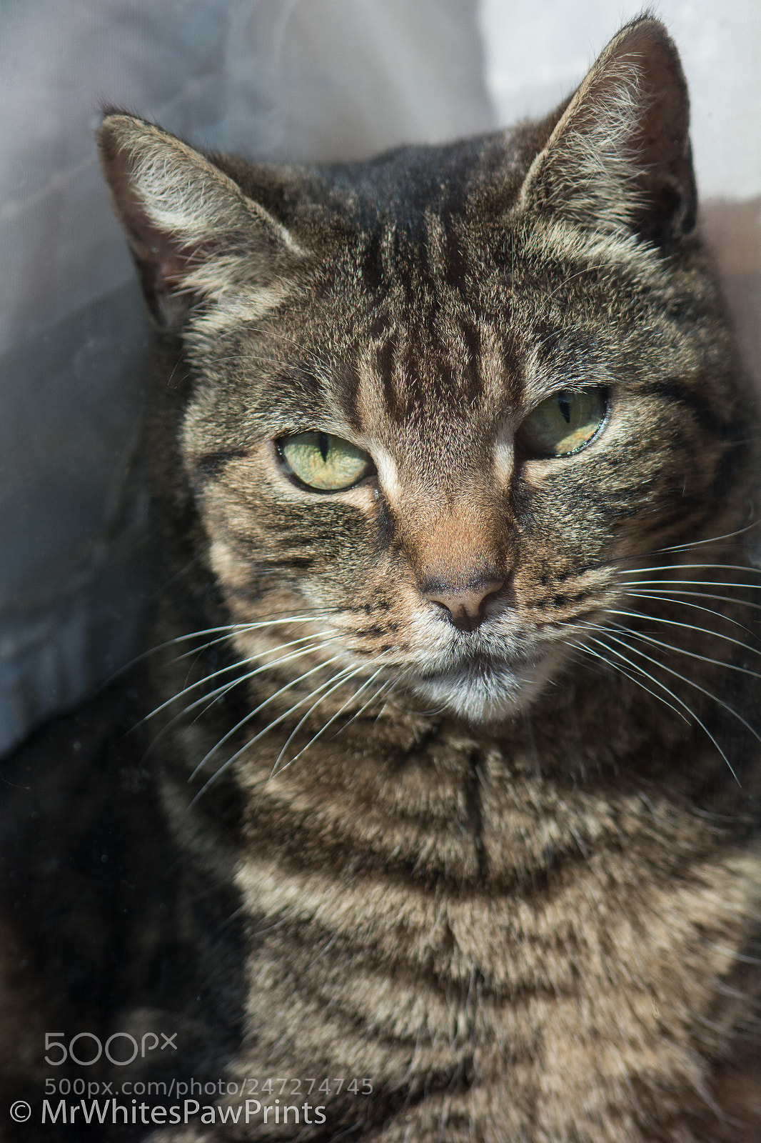Nikon D7100 sample photo. Window cat photography