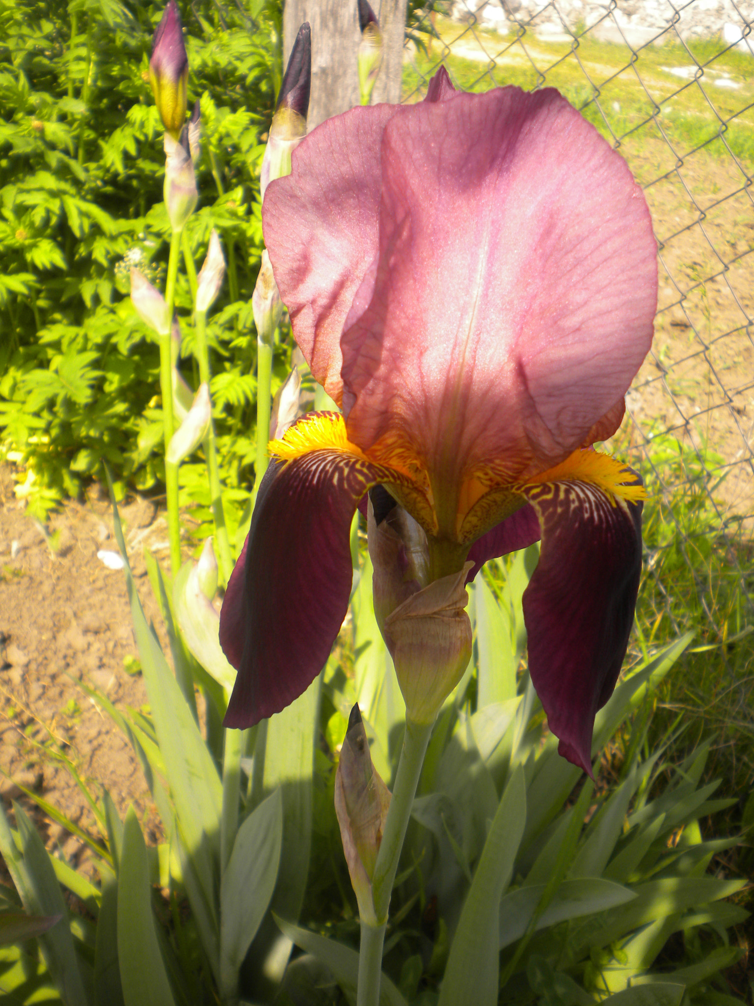 Nikon Coolpix S220 sample photo. Iris    lilac photography